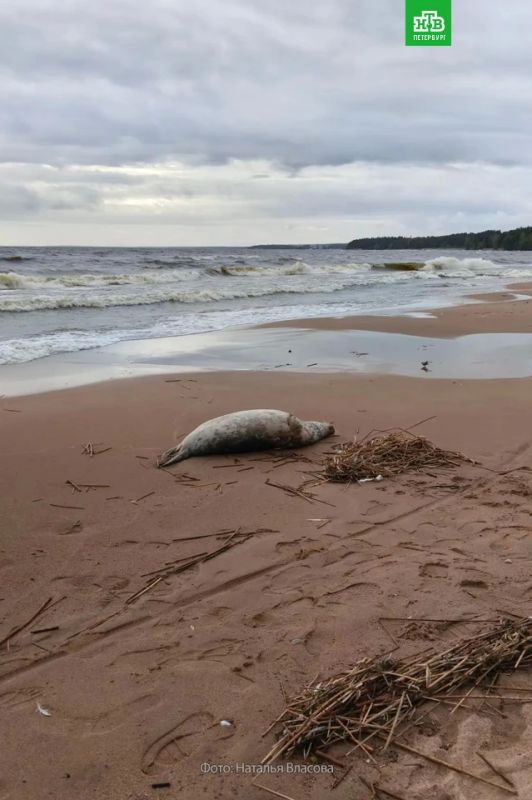 На побережье Финского залива у пляжа Ласковый найдены туши нерп, серой и балтийской кольчатой