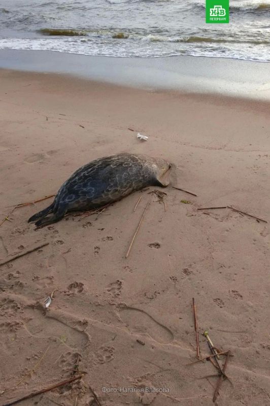 На побережье Финского залива у пляжа Ласковый найдены туши нерп, серой и балтийской кольчатой На побережье Финского залива у пляжа Ласковый найдены туши нерп, серой и балтийской кольчатой
