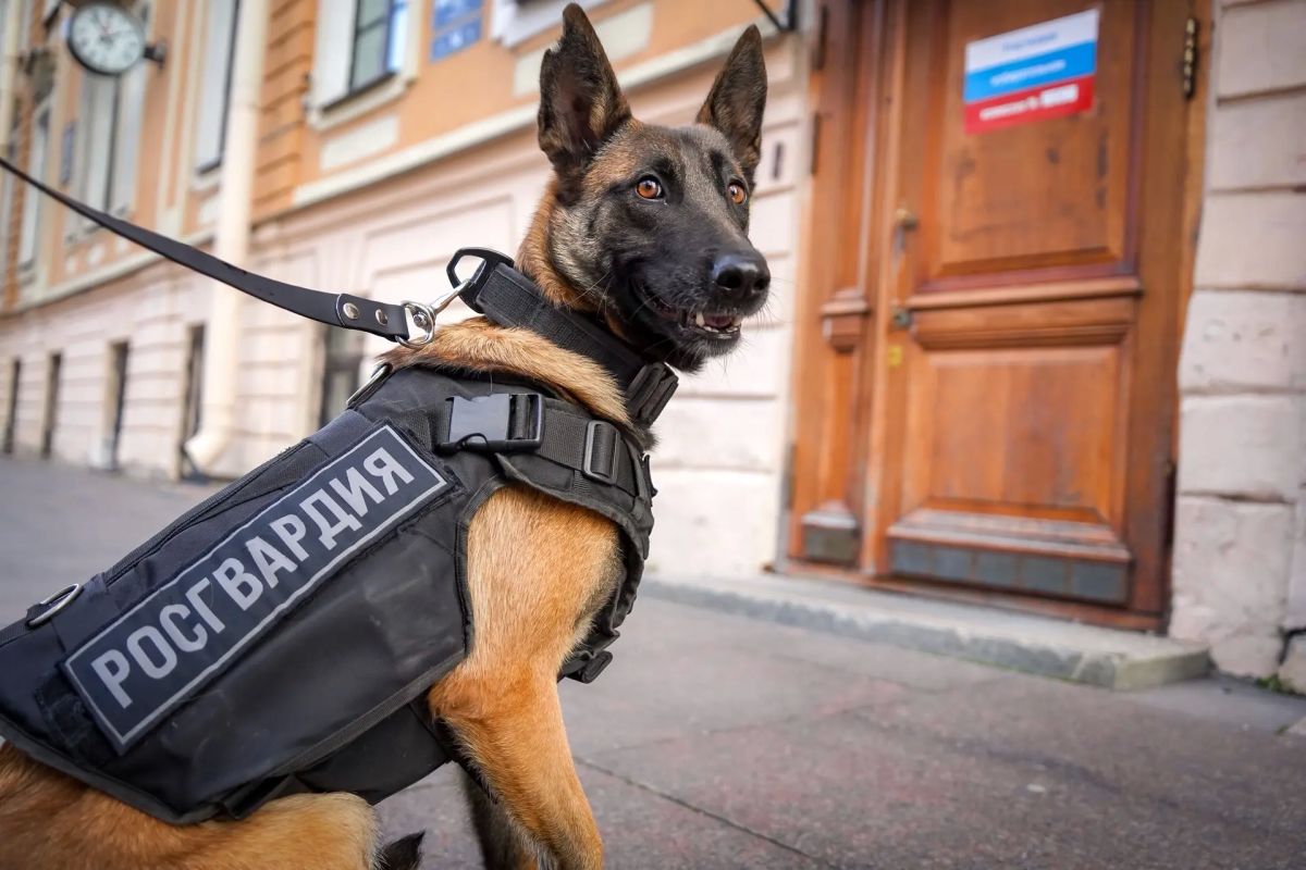 Военнослужащие 33-й бригады оперативного назначения и специального моторизованного Измайловского полка Северо-Западного округа Росгвардии в ходе обеспечения общественной безопасности единого дня голосования в... Военнослужащие 33-й бригады оперативного назначения и специального моторизованного Измайловского полка Северо-Западного округа Росгвардии в ходе обеспечения общественной безопасности единого дня голосования в...