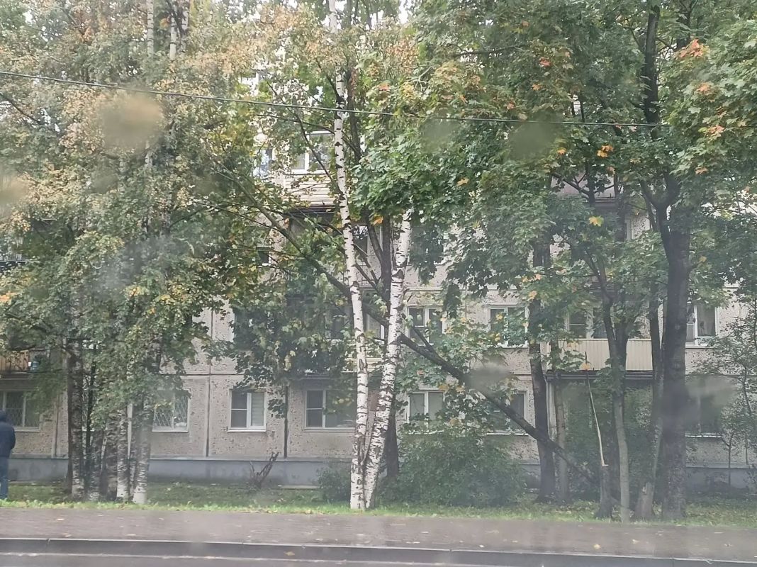 Вандалы спилили и повредили молодые клены в Гатчине Вандалы спилили и повредили молодые клены в Гатчине