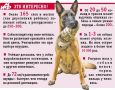Кинолог рассказал, можно ли «обижаться» на свою собаку