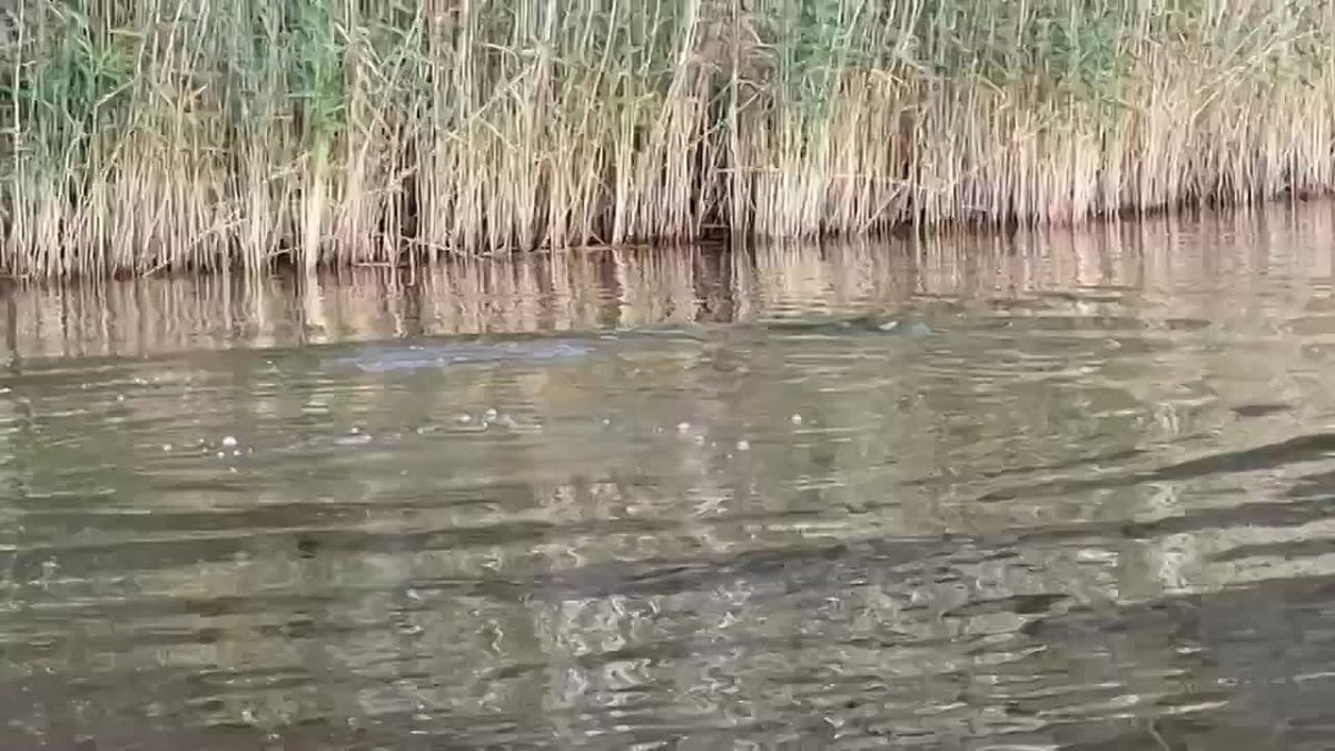 Нерпа Шлиссик учится охотиться на дикую рыбу