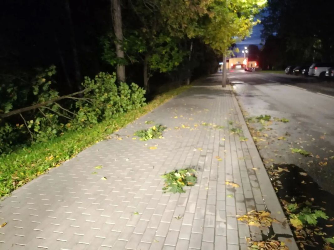 Вандалы спилили и повредили молодые клены в Гатчине Вандалы спилили и повредили молодые клены в Гатчине