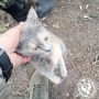 Два майора: Рубрика «Будни солдата»