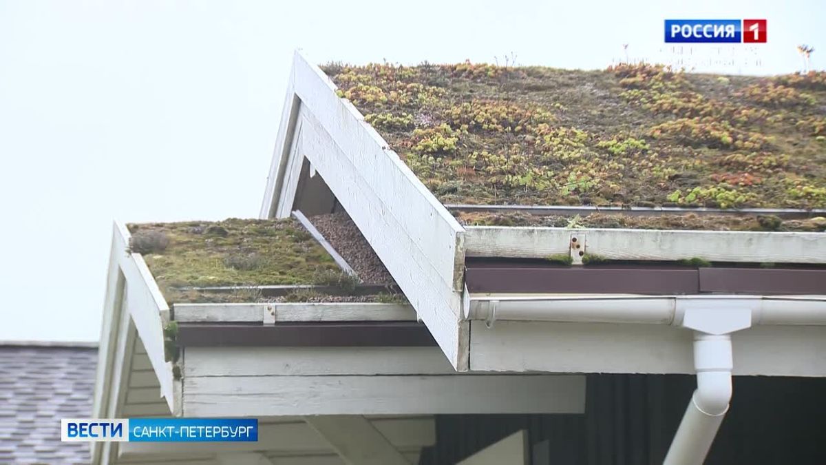 Петербургские учёные создали первую на Северо-Западе лабораторию по изучению зелёных кровель