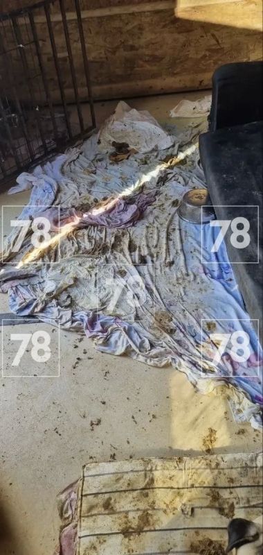 «Целыми днями в грязи»: волонтеры пожаловались на ужасные условия содержания мопсов в петербургском приюте «ХелпДогМини»