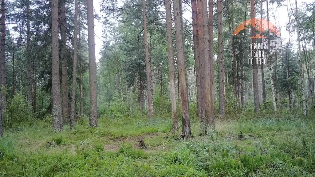 В Ленобласти лосиха преследовала самца с огромными рогами