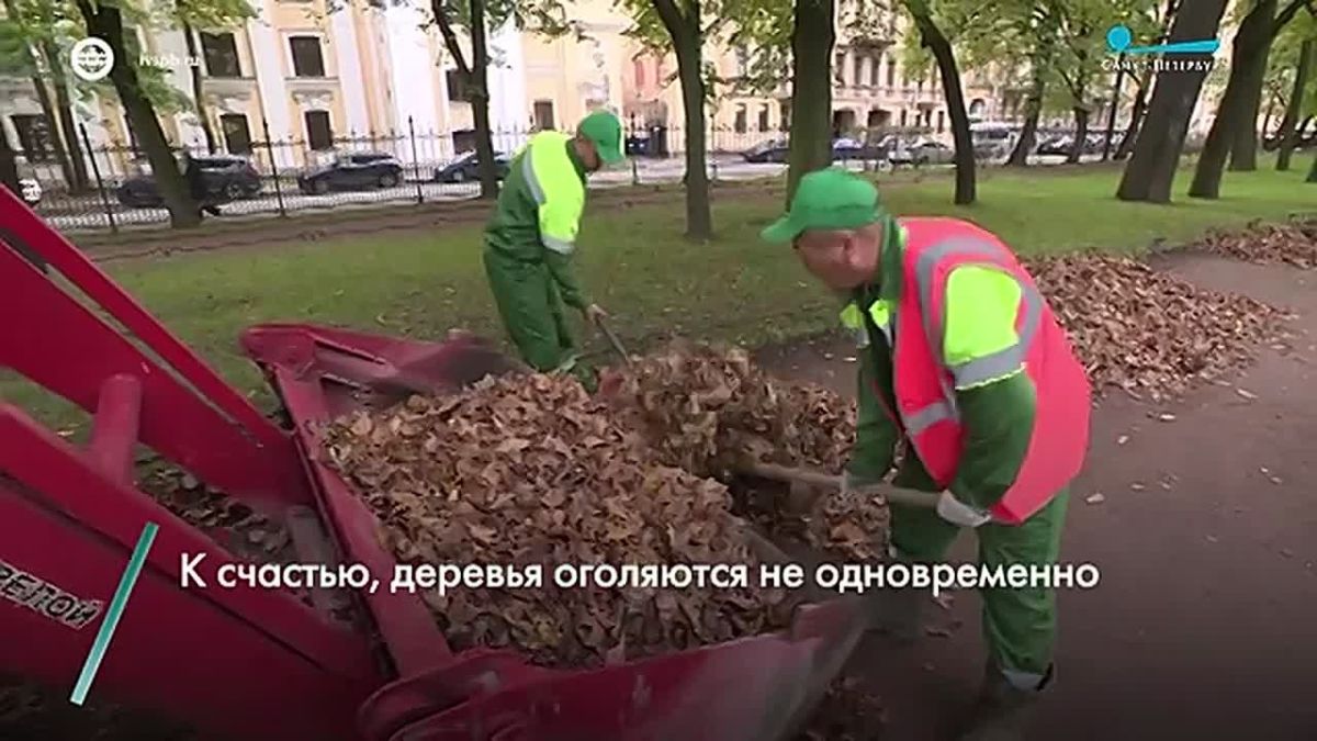 В Петербурге убирают осеннюю листву – сезонные работы проходят по всему городу