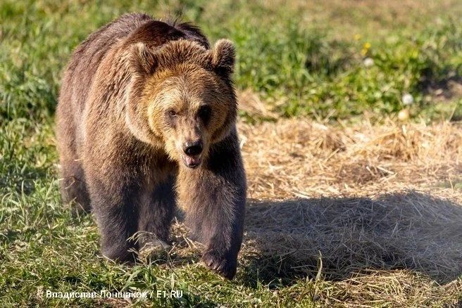 По всей России наблюдается всплеск нападений косолапых