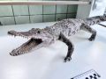 Красноярские таможенники передали в Зоологический институт РАН чучело крокодила