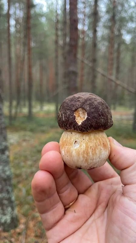 Негусто, червиво.... Грибной сезон в Ленобласти подходит к концу. Последний урожай показывают в тематических группах Грибы и Грибники СПб Telegram | Все каналы «Фонтанки» | Max Негусто, червиво.... Грибной сезон в Ленобласти подходит к концу. Последний урожай показывают в тематических группах Грибы и Грибники СПб Telegram | Все каналы «Фонтанки» | Max