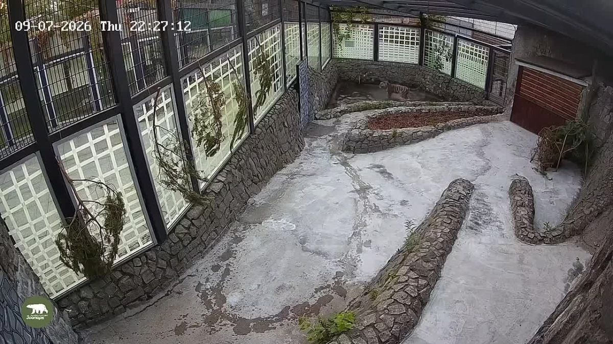 Встречайте Агафью – амурскую тигрицу из Петербурга