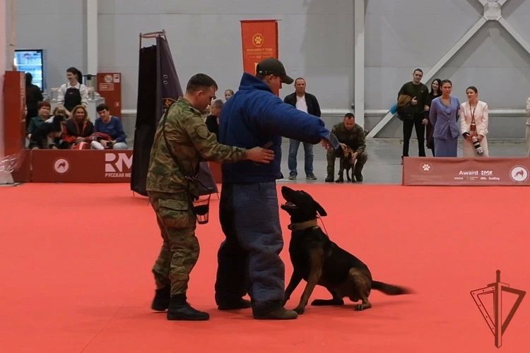 Кинологи Сибирского округа Росгвардии продемонстрировали мастерство на выставке «Лучшие собаки россии» Кинологи Сибирского округа Росгвардии продемонстрировали мастерство на выставке «Лучшие собаки россии»