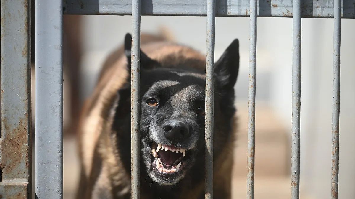 Владелец кане-корсо выплатит 279 тысяч рублей женщине, которую сбила с ног его собака