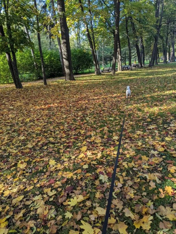 В Петербурге официально началась золотая осень