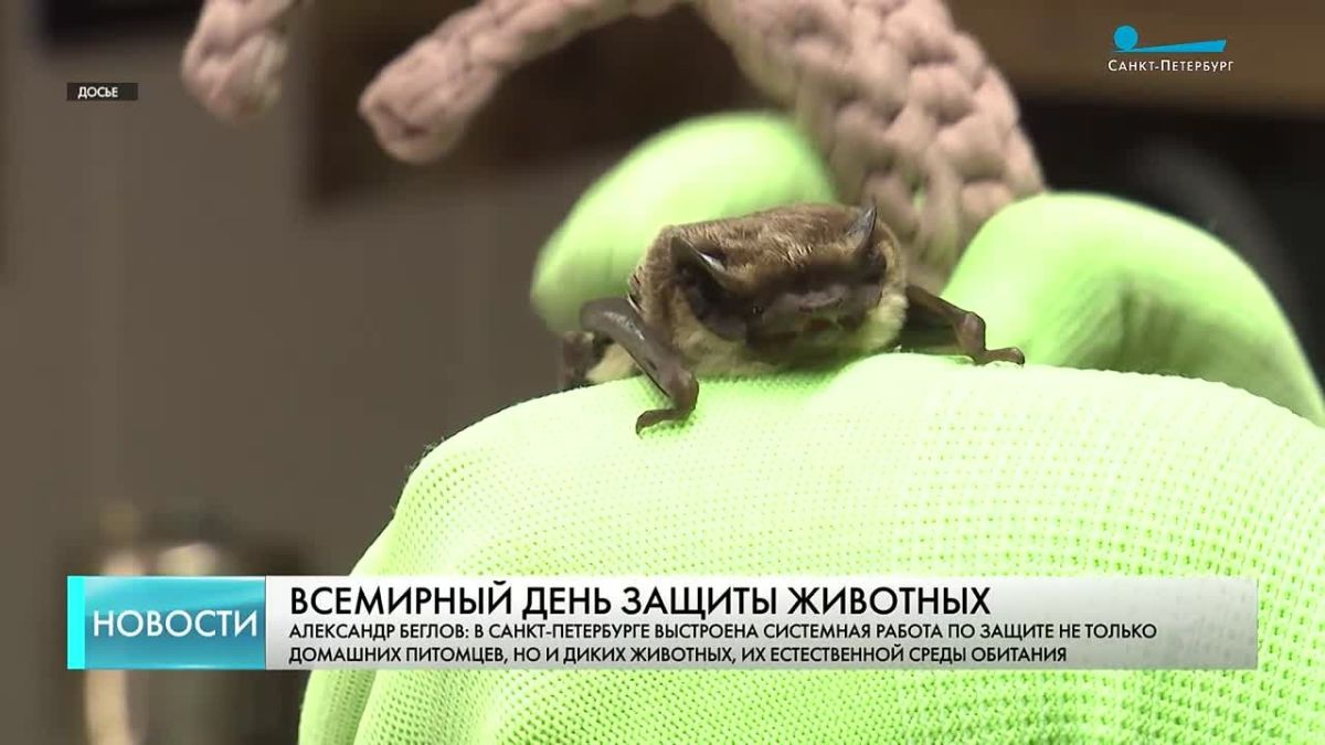 Александр Беглов рассказал о системной защите животных в Петербурге