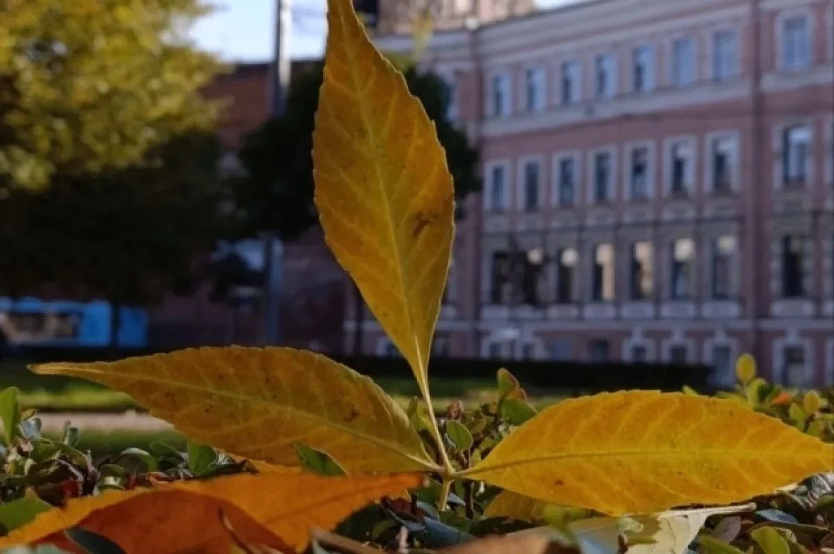 Небольшие дожди и до +16 градусов ожидаются в Петербурге
