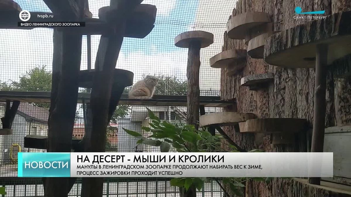 Манулы в Ленинградском зоопарке продолжают набирать вес к зиме
