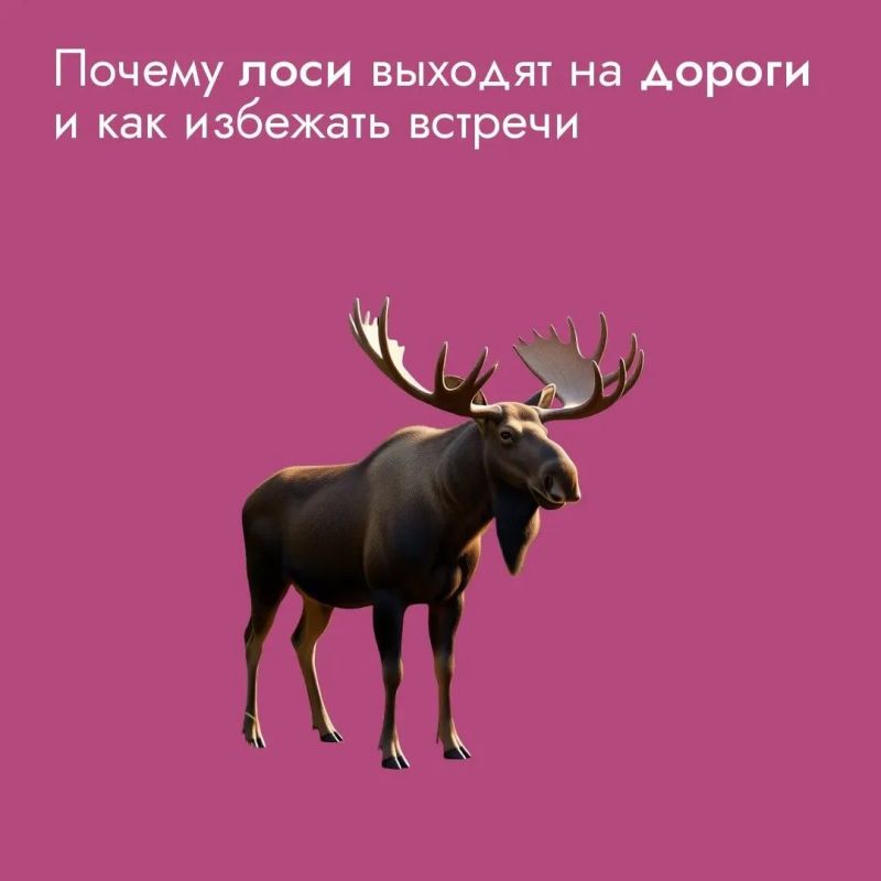 Лоси все чаще выходят на дороги, особенно в сумерках и ночью, когда их сложно заметить, что создает серьезную угрозу для водителей