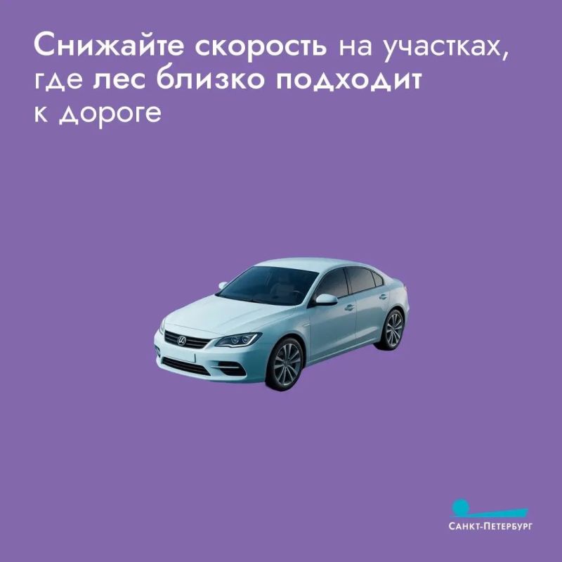 Лоси все чаще выходят на дороги, особенно в сумерках и ночью, когда их сложно заметить, что создает серьезную угрозу для водителей Лоси все чаще выходят на дороги, особенно в сумерках и ночью, когда их сложно заметить, что создает серьезную угрозу для водителей