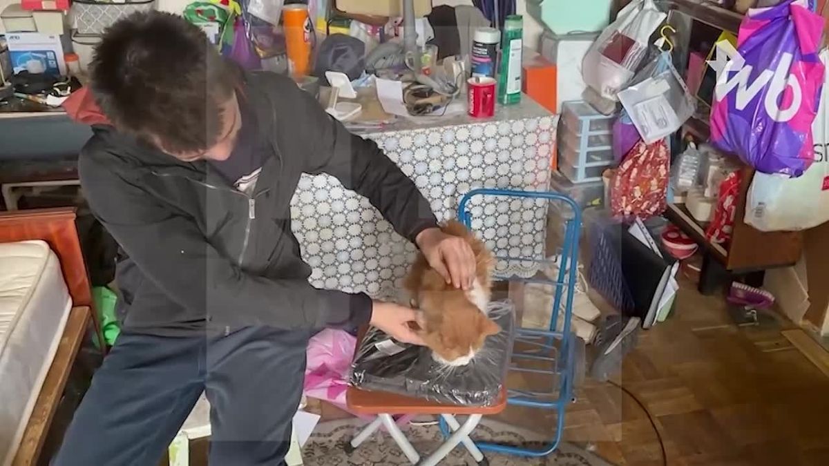 Хвостатая отвага: кот спас хозяев от пожара, пока они спали
