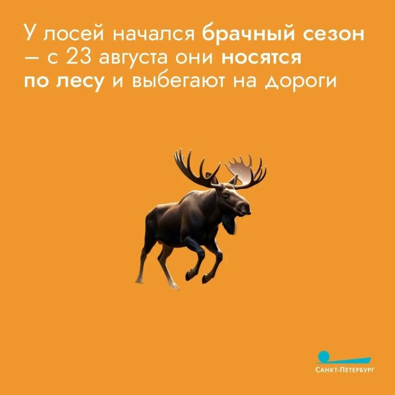 Лоси все чаще выходят на дороги, особенно в сумерках и ночью, когда их сложно заметить, что создает серьезную угрозу для водителей Лоси все чаще выходят на дороги, особенно в сумерках и ночью, когда их сложно заметить, что создает серьезную угрозу для водителей