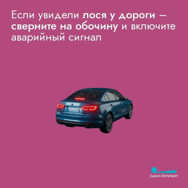 Лоси все чаще выходят на дороги, особенно в сумерках и ночью, когда их сложно заметить, что создает серьезную угрозу для водителей Лоси все чаще выходят на дороги, особенно в сумерках и ночью, когда их сложно заметить, что создает серьезную угрозу для водителей