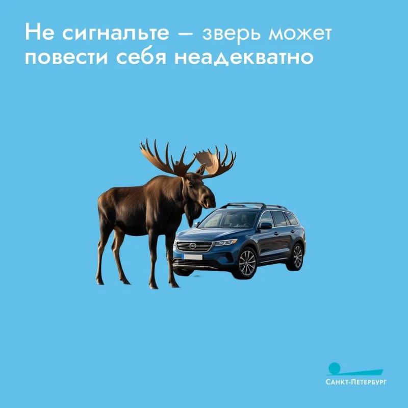 Лоси все чаще выходят на дороги, особенно в сумерках и ночью, когда их сложно заметить, что создает серьезную угрозу для водителей Лоси все чаще выходят на дороги, особенно в сумерках и ночью, когда их сложно заметить, что создает серьезную угрозу для водителей