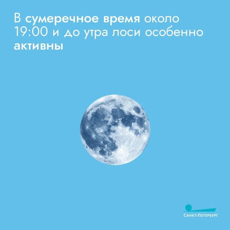 Лоси все чаще выходят на дороги, особенно в сумерках и ночью, когда их сложно заметить, что создает серьезную угрозу для водителей Лоси все чаще выходят на дороги, особенно в сумерках и ночью, когда их сложно заметить, что создает серьезную угрозу для водителей