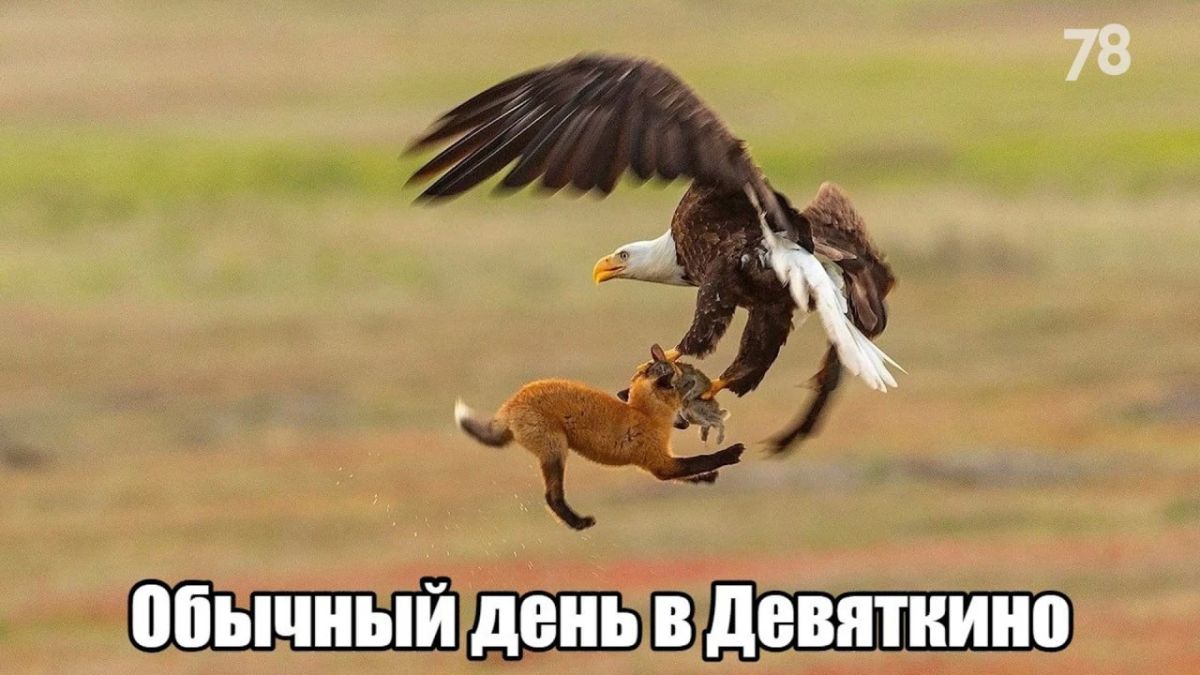 Ïðåñòóïíîñòü âûøëà íà íîâûé óðîâåíü: êóðüåðà ìîøåííèêîâ îãðàáèëè â Íîâîì Äåâÿòêèíî