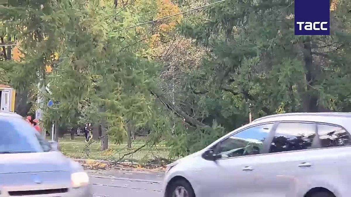 Ураганный ветер повалил 10 деревьев в Петербурге, сообщили в пресс-службе комитета по благоустройству города