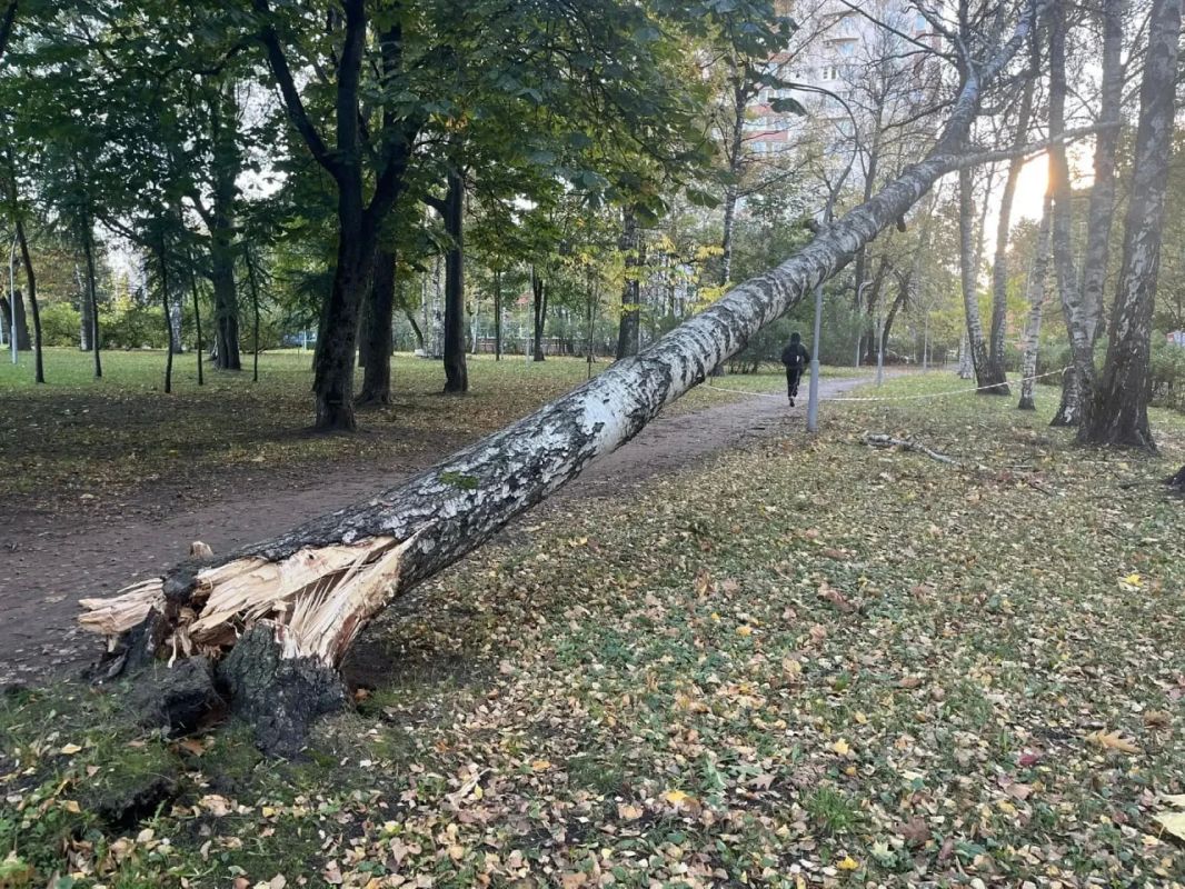Коммунальщики устранили последствия ураганного ветра в Петербурге Коммунальщики устранили последствия ураганного ветра в Петербурге