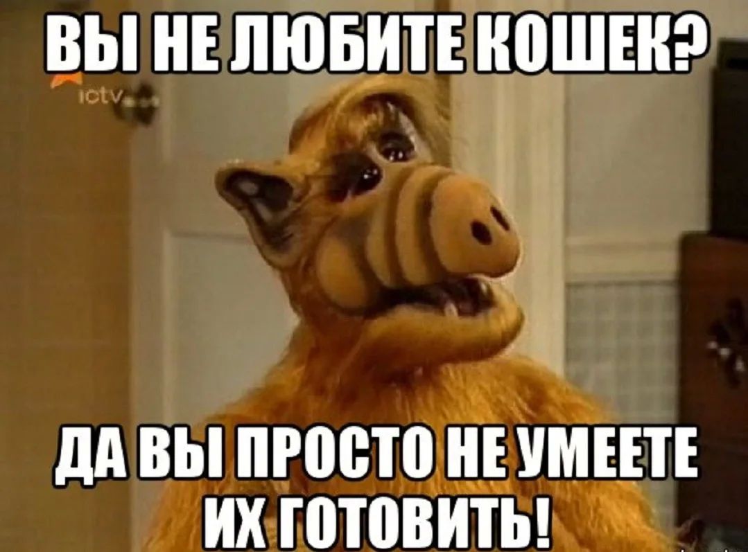 «Вы не любите кошек? Да вы просто не умеете их готовить!»: Банду воришек, крадущих котов на суп, накрыли в Хошимине