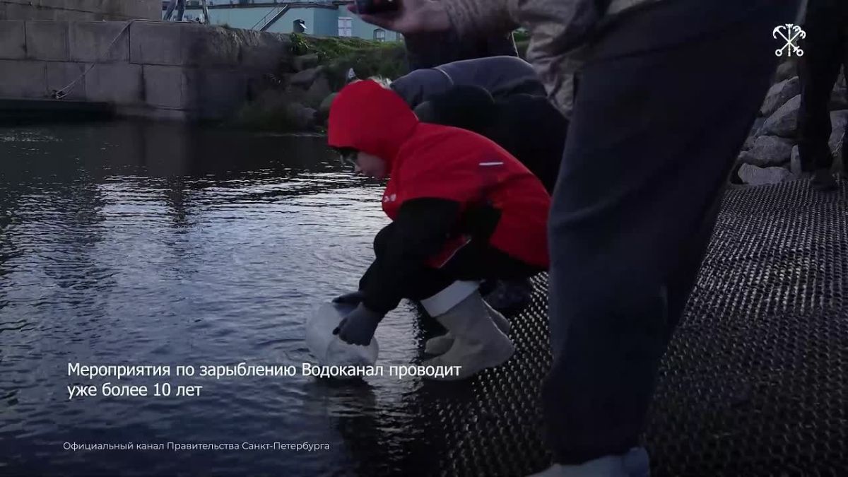 Завершился сезон зарыбления 2026 года: в Финский залив выпустили 4 200 экземпляров молодых особей сига