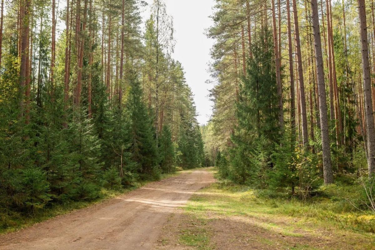 Немногие знают:. столетиями здесь были болота – верховые, низинные, переходные Немногие знают:. столетиями здесь были болота – верховые, низинные, переходные