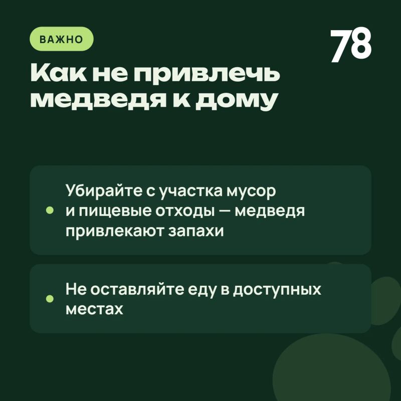 Жителей Ивангорода предупредили о блуждающем медведе Жителей Ивангорода предупредили о блуждающем медведе