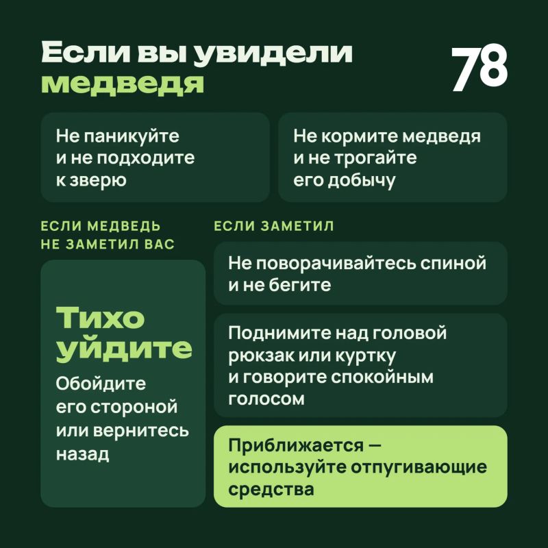 Жителей Ивангорода предупредили о блуждающем медведе Жителей Ивангорода предупредили о блуждающем медведе