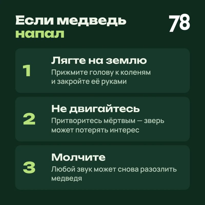 Жителей Ивангорода предупредили о блуждающем медведе Жителей Ивангорода предупредили о блуждающем медведе