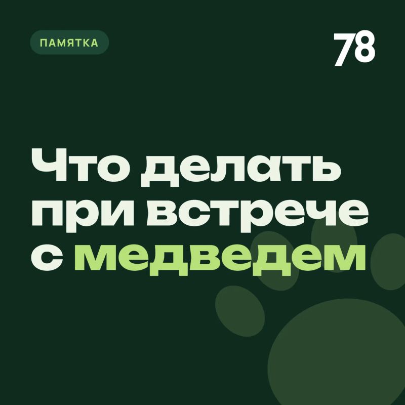 Жителей Ивангорода предупредили о блуждающем медведе