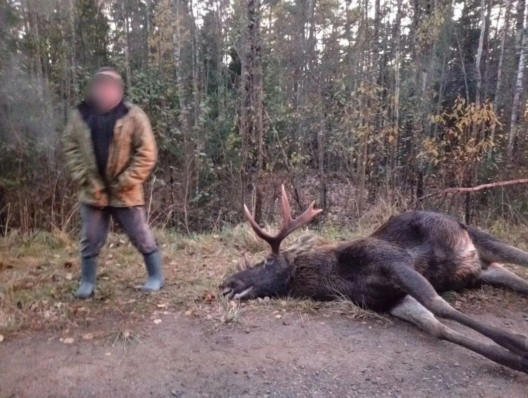 В Ленобласти лось погиб на глазах инспекторов Дирекции ООПТ В Ленобласти лось погиб на глазах инспекторов Дирекции ООПТ