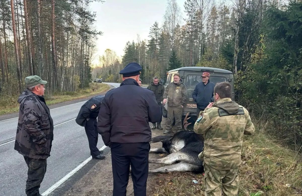 В Ленобласти лось погиб на глазах инспекторов Дирекции ООПТ В Ленобласти лось погиб на глазах инспекторов Дирекции ООПТ