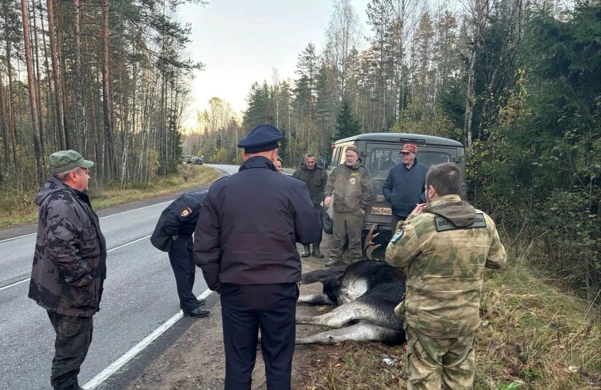 В Ленобласти лось погиб на глазах инспекторов Дирекции ООПТ В Ленобласти лось погиб на глазах инспекторов Дирекции ООПТ