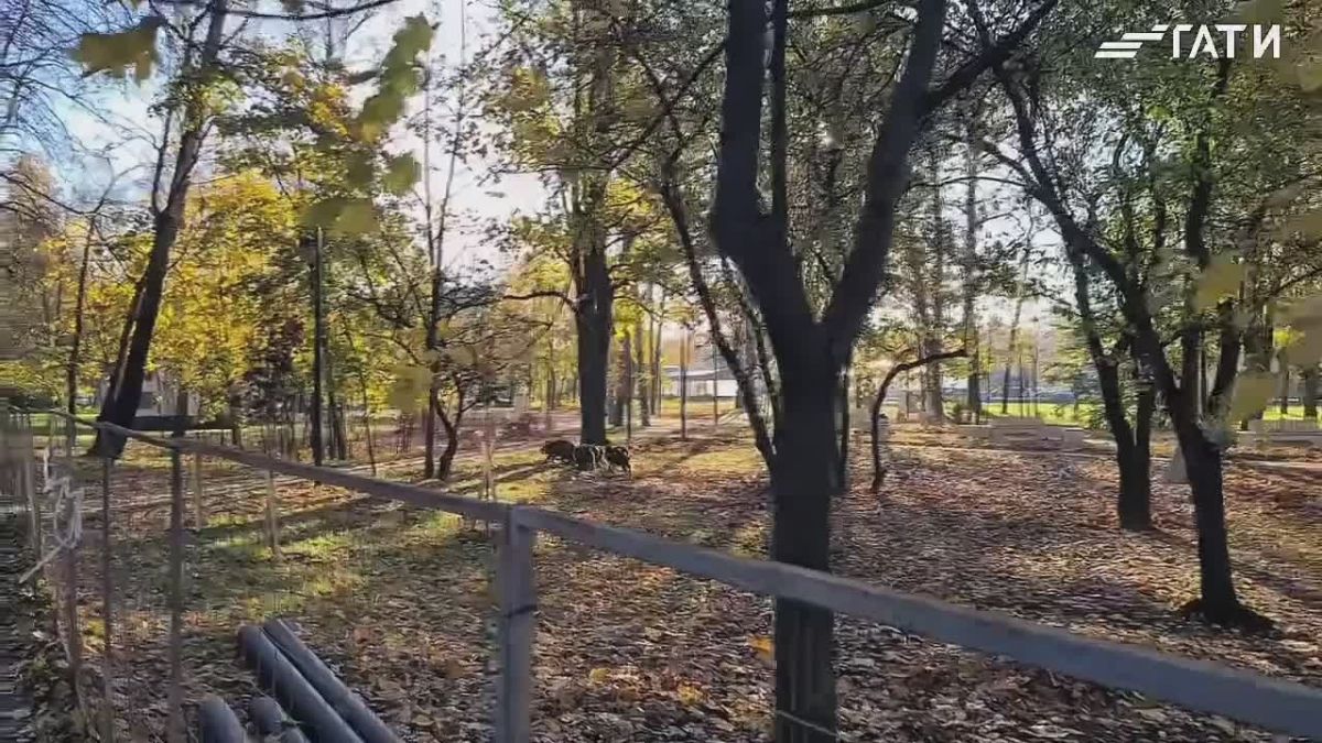В Приморском районе Санкт-Петербурга гуляет стадо кабанов