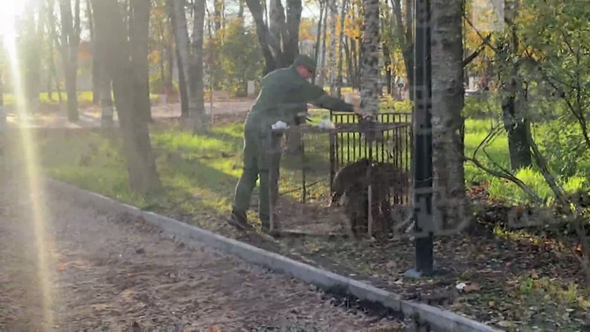В будущем сквере Пограничников у дацана сегодня всё-таки поймали четверых из восьми кабанчиков