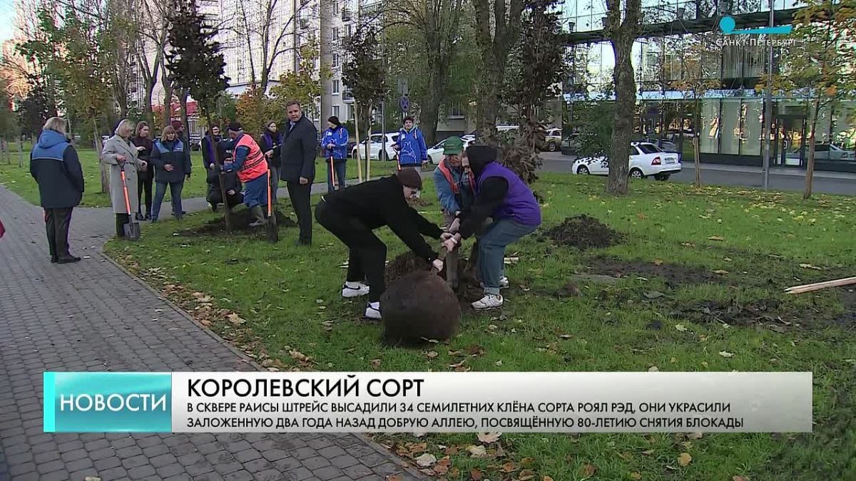 В сквере Раисы Штрейс высадили 34 клёна