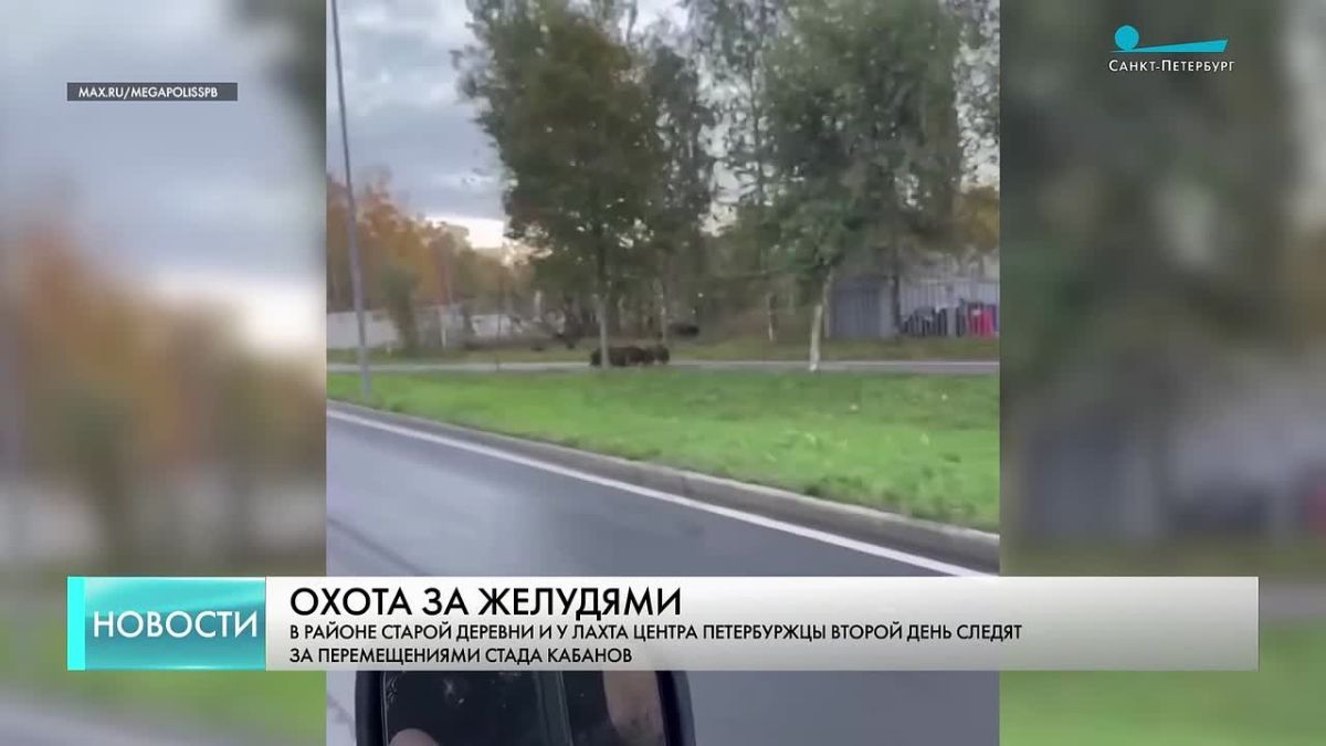 В районе Старой Деревни заметили стадо кабанов
