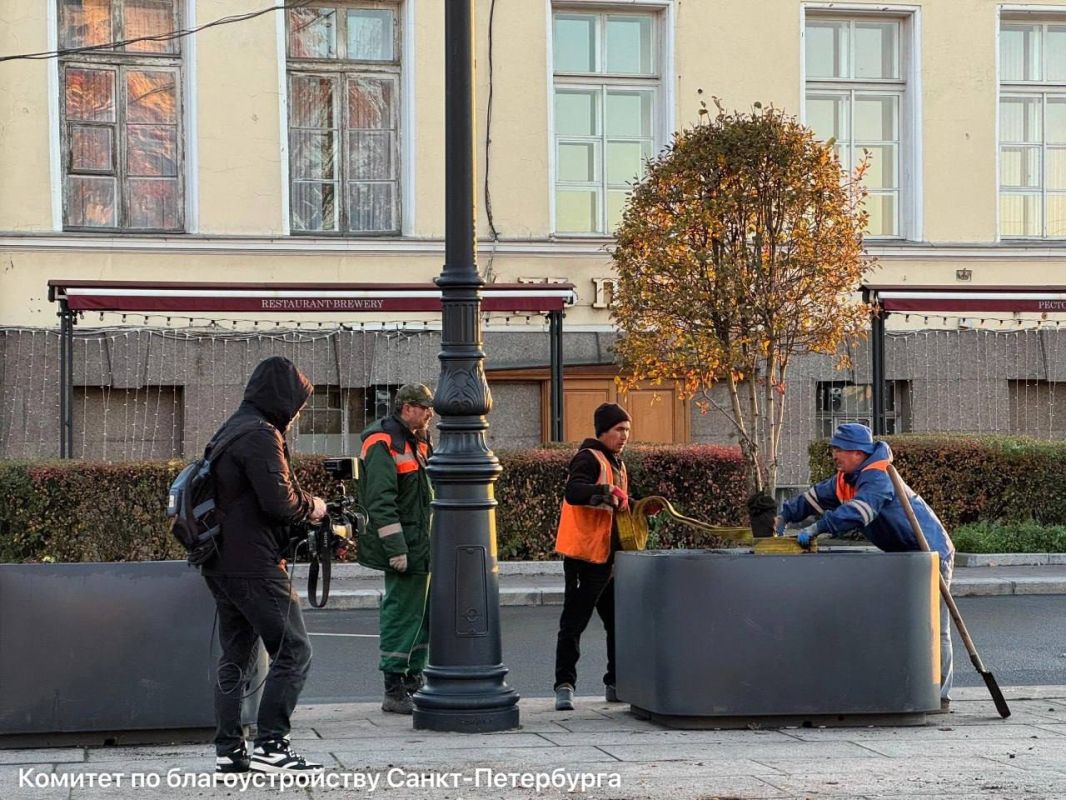 Куда пересаживают растения из садов-трансформеров Васильевского острова — рассказали в комитете по благоустройству: Куда пересаживают растения из садов-трансформеров Васильевского острова — рассказали в комитете по благоустройству: