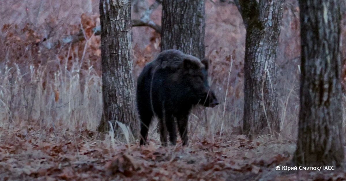 В Петербурге заметили стадо кабанов