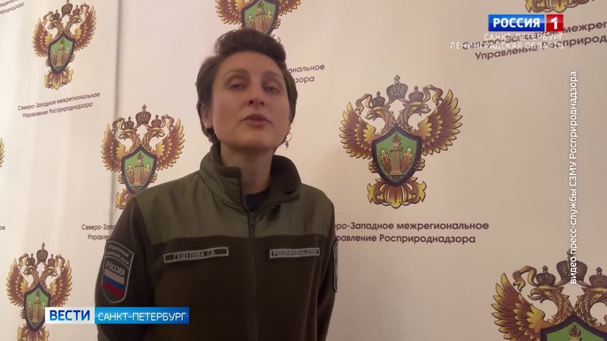 Около станции метро "Старая Деревня" заметили стадо кабанов