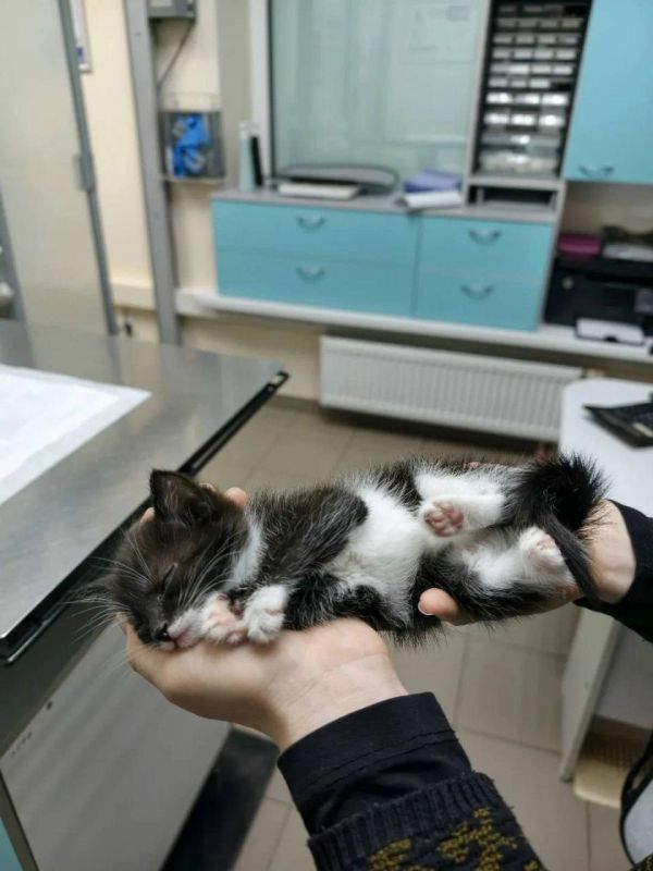 13 кошек спасли из горящего дома в Гатчинском округе 13 кошек спасли из горящего дома в Гатчинском округе